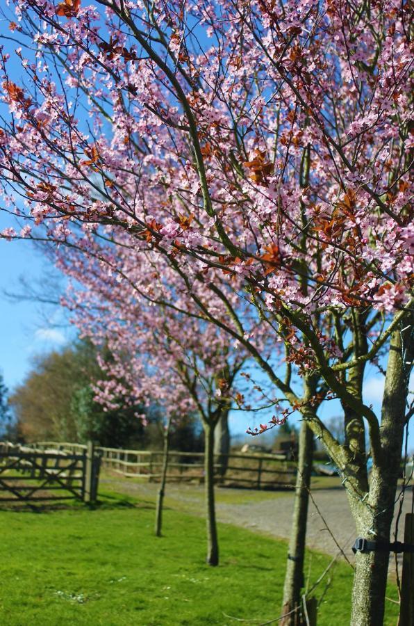 Hopgarden Glamping Luxury Shepherds Huts Wadhurst Eksteriør billede